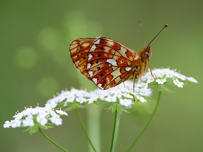 farfalla - Boloria (Clossiana) euphrosyne